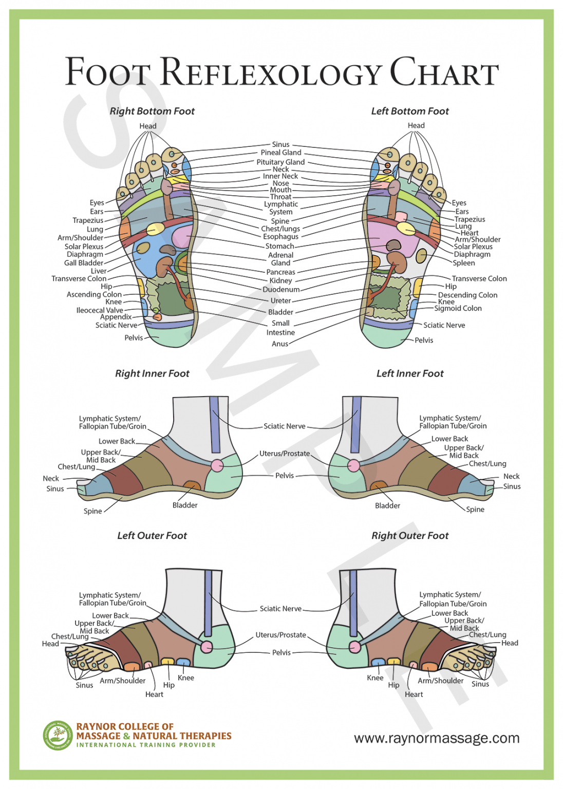 Foot Reflexology Raynor Massage Poster Cad Raynor College Of Massage And Natural Therapies